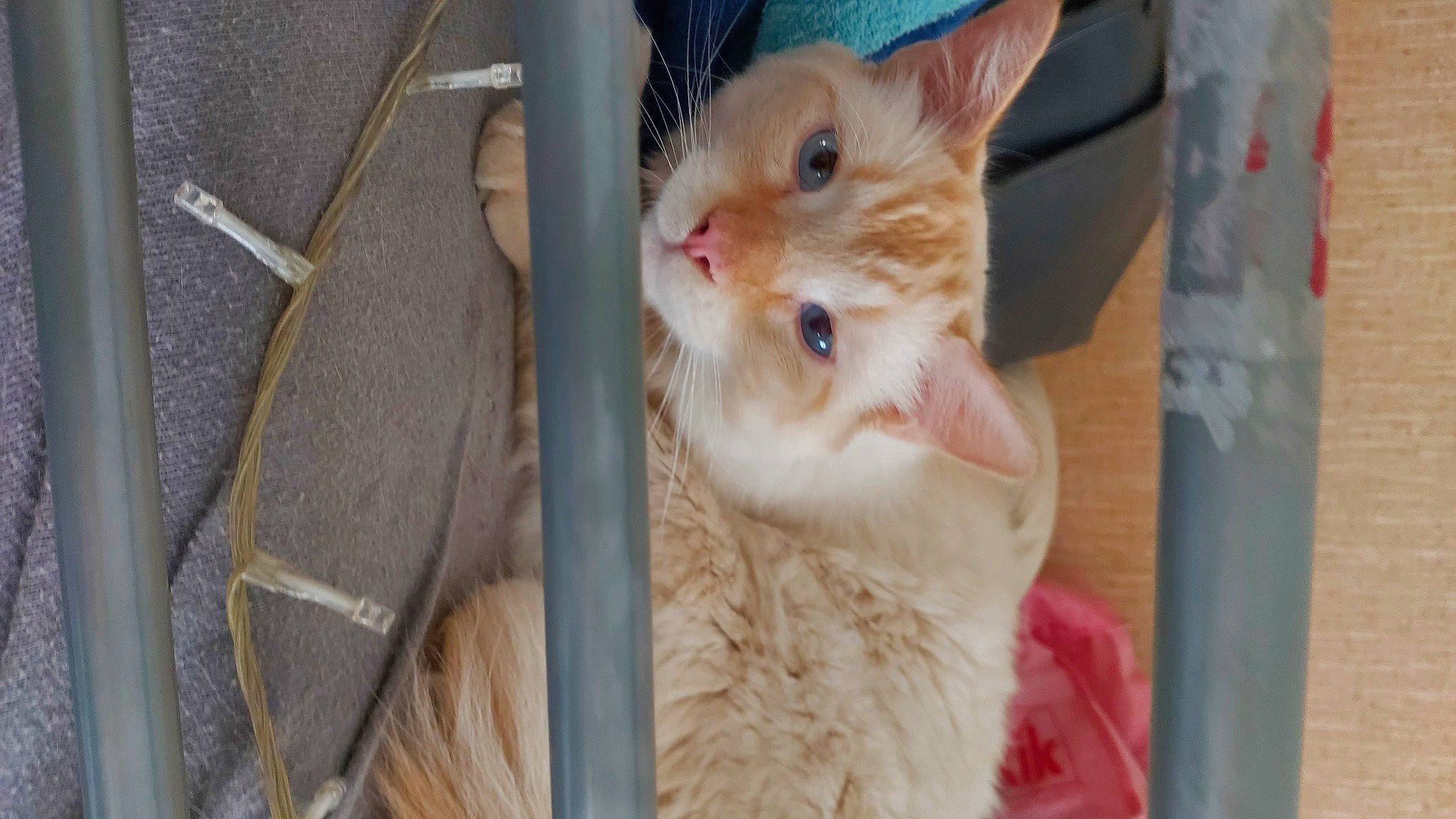 Thor participe au concours pour gagner de l'argent avec cette photo : animal_shelter, carnivore, cat, claw, domestic_short_haired_cat, ear, eye, fawn, felidae, fur, gesture, head, iris, paw, pet_supply, small_to_medium_sized_cats, snout, whiskers