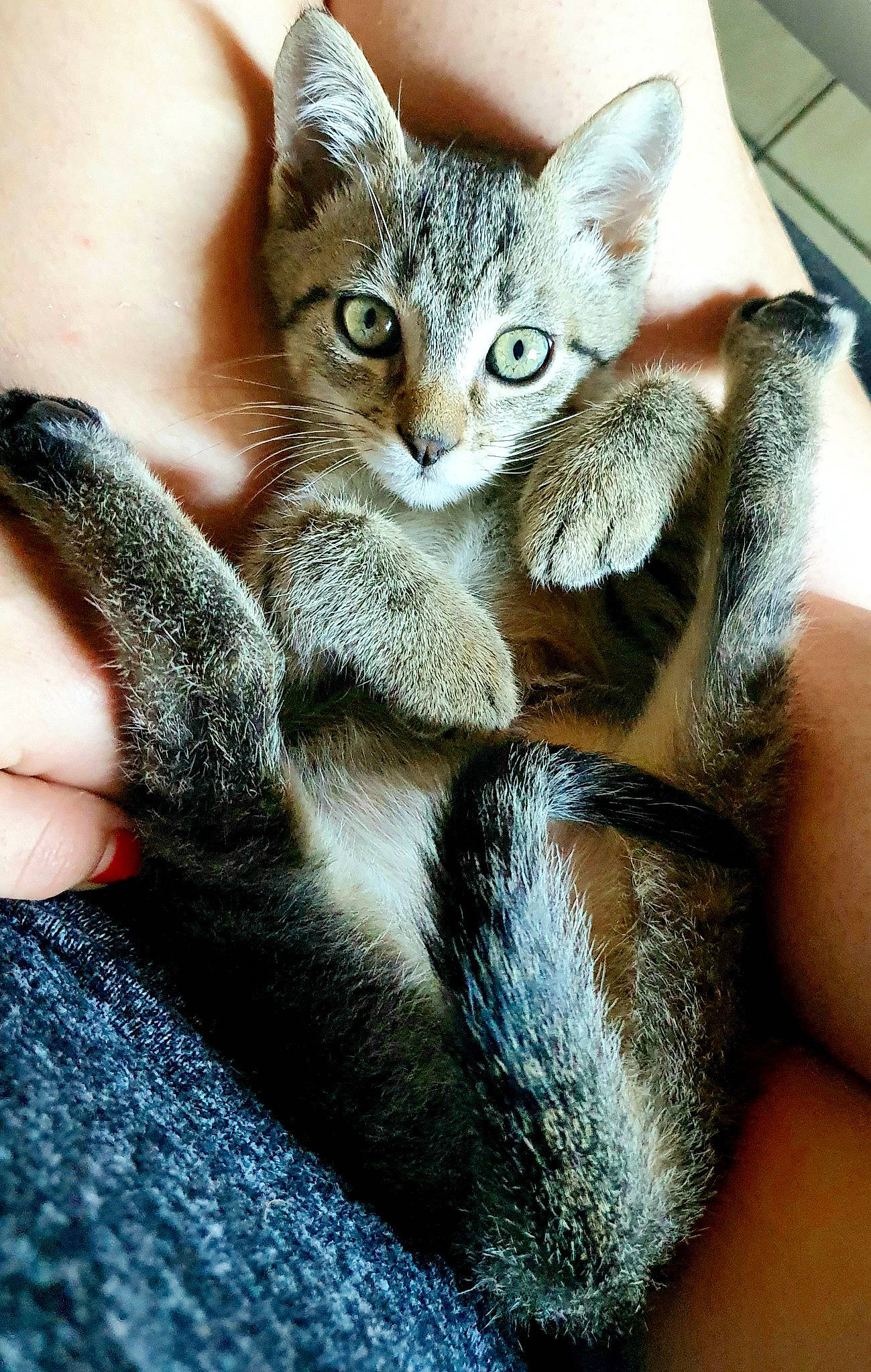 Rony participe au concours pour gagner de l'argent avec cette photo : carnivore, cat, claw, comfort, domestic_short_haired_cat, ear, fawn, felidae, finger, foot, fur, gesture, nail, paw, sitting, small_to_medium_sized_cats, snout, tail, whiskers, window