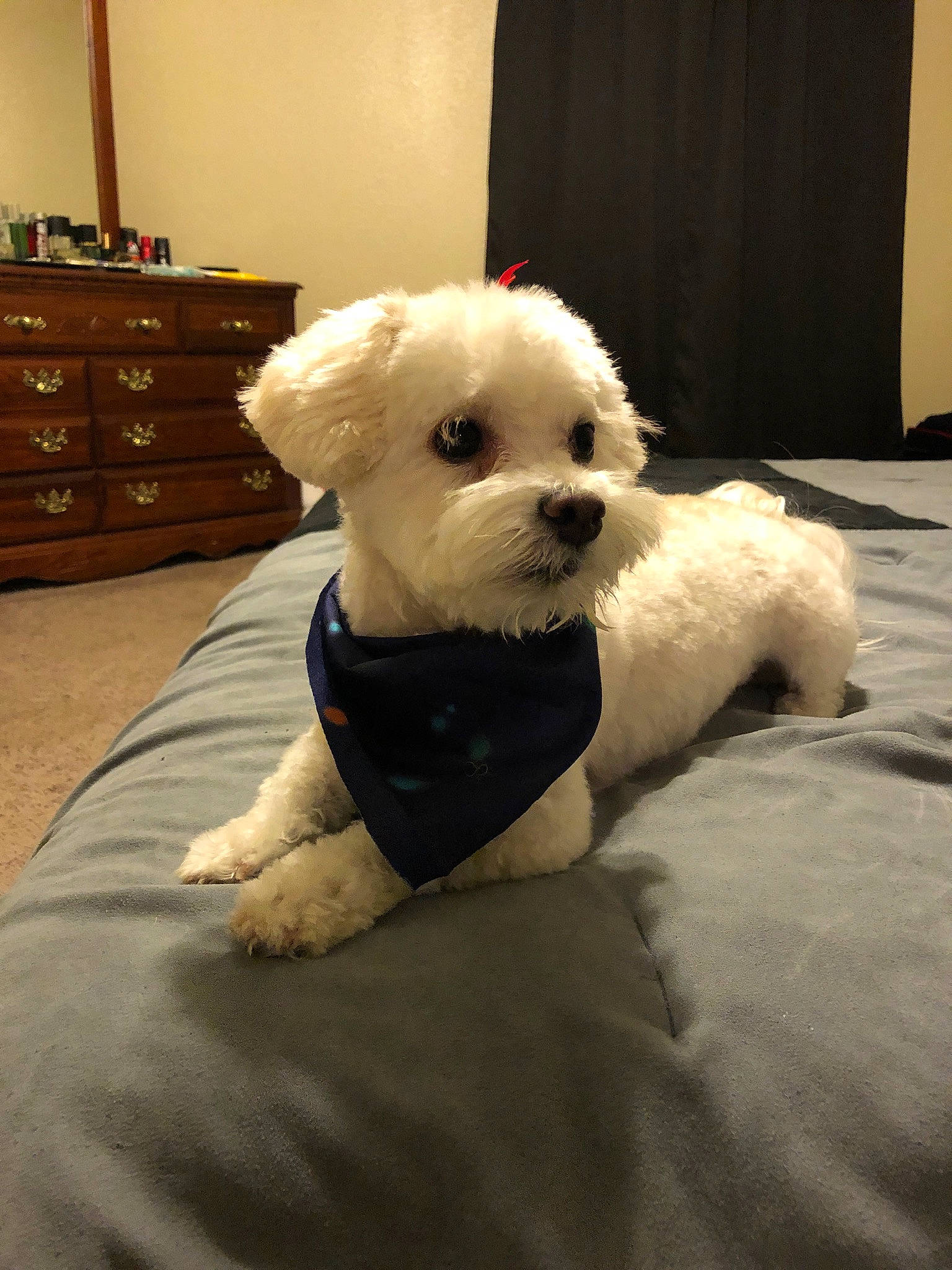 Dulce joined the competition — help win amazing prizes! bichon, bichon_frise, bolognese, bolonka, canidae, carnivore, companion_dog, coton_de_tulear, dog, dog_breed, maltepoo, maltese, mammal, morkie, non_sporting_group, puppy, schnoodle, snout, toy_dog, vertebrate
