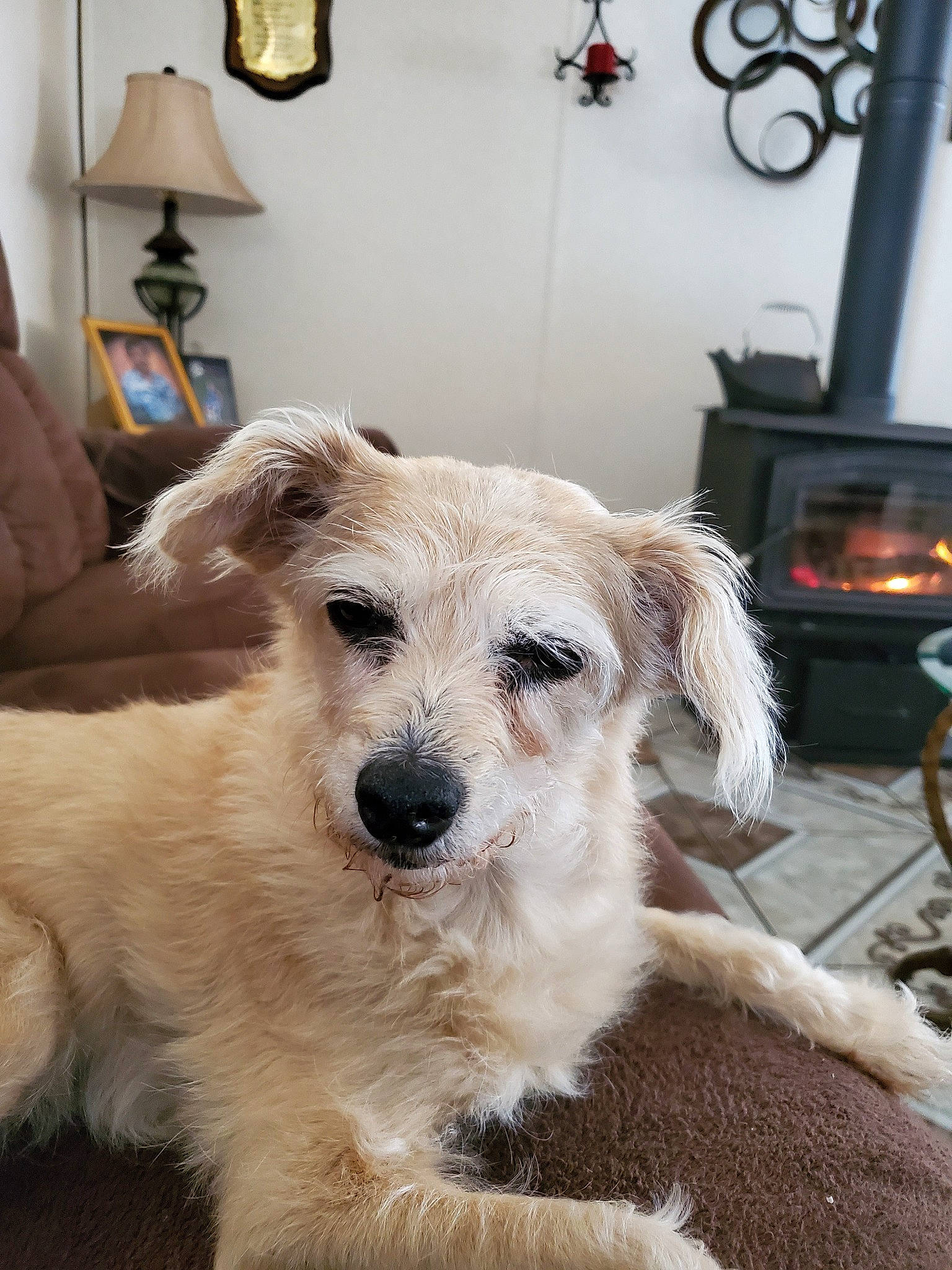 Gabbana joined the competition — help win amazing prizes! canidae, carnivore, companion_dog, dog, dog_breed, dutch_smoushond, havanese, irish_soft_coated_wheaten_terrier, maltese, mammal, morkie, poodle_crossbreed, puppy, rare_breed_dog, schnoodle, sporting_group, sporting_lucas_terrier, terrier, vertebrate, west_highland_white_terrier