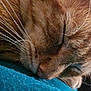 animal, blue_fabric, cat, close_up, cozy, cute, domestic_animal, face, feline, fur, ginger_cat, nap, peaceful, pet, relaxation, rest, sleeping, soft, texture, whiskers