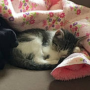 Sky Hilbert joined the competition — help win amazing prizes! animal, blanket, cat, comfort, cozy, cute, domestic_cat, floral_pattern, fur, gray, indoor, kitten, nap, pet, pink, resting, sleeping, small, soft, white