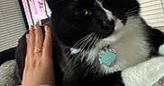 Figuro joined the competition — help win amazing prizes! cat, black_and_white_cat, pet, hand, indoor, window_blinds, television, collar, tag, feline, cozy, bed, blanket, resting, person, animal, domestic, fur, whiskers, close_up