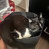 Figuro is registered to the contest to win money with this photo: cat, tuxedo_cat, black_and_white, pet, indoor, bag, floor, wood_floor, box, storage, drawer, clutter, curled_up, fur, whiskers, yellow_eyes, animal, domestic_cat, relaxed, home