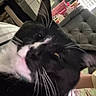 Figuro joined the competition — help win amazing prizes! cat, black_and_white, close_up, indoor, furniture, couch, window_blinds, household_items, whiskers, pet, relaxed, face, ear, nose, eye, soft_lighting, blur, domestic_animal, close_range, animal