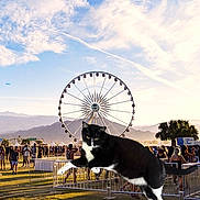 Figuro is registered to the contest to win money with this photo: cat, black_and_white, ferris_wheel, crowd, festival, outdoor, sky, clouds, mountains, grass, people, fence, daytime, trees, palm_tree, sunlight, shadow, leaping_cat, large_cat, surreal
