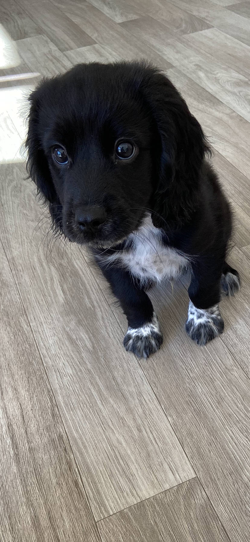 Digby is registered to the contest to win money with this photo: borador, canidae, carnivore, companion_dog, dog, dog_breed, flooring, fur, gun_dog, hardwood, liver, plank, puppy, sporting_group, varnish, whiskers, wood, wood_flooring, wood_stain, working_animal