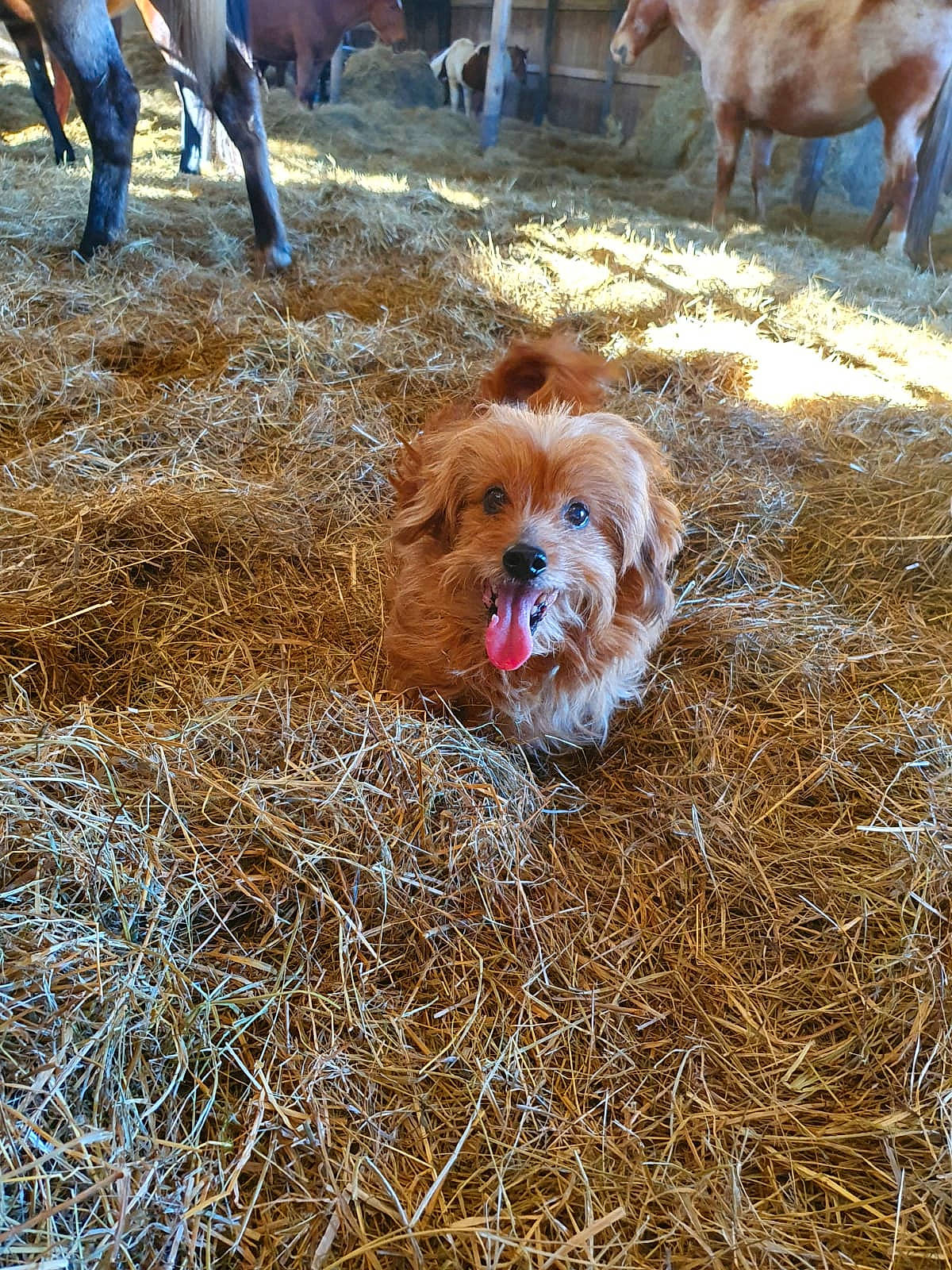 Kiss a rejoint le concours — aidez-le/la à gagner de superbes lots ! canidae, carnivore, companion_dog, dog, dog_breed, dog_clothes, fawn, fur, grass, hay, liver, retriever, snout, soil, spaniel, sporting_group, straw, terrier, toy_dog, working_animal