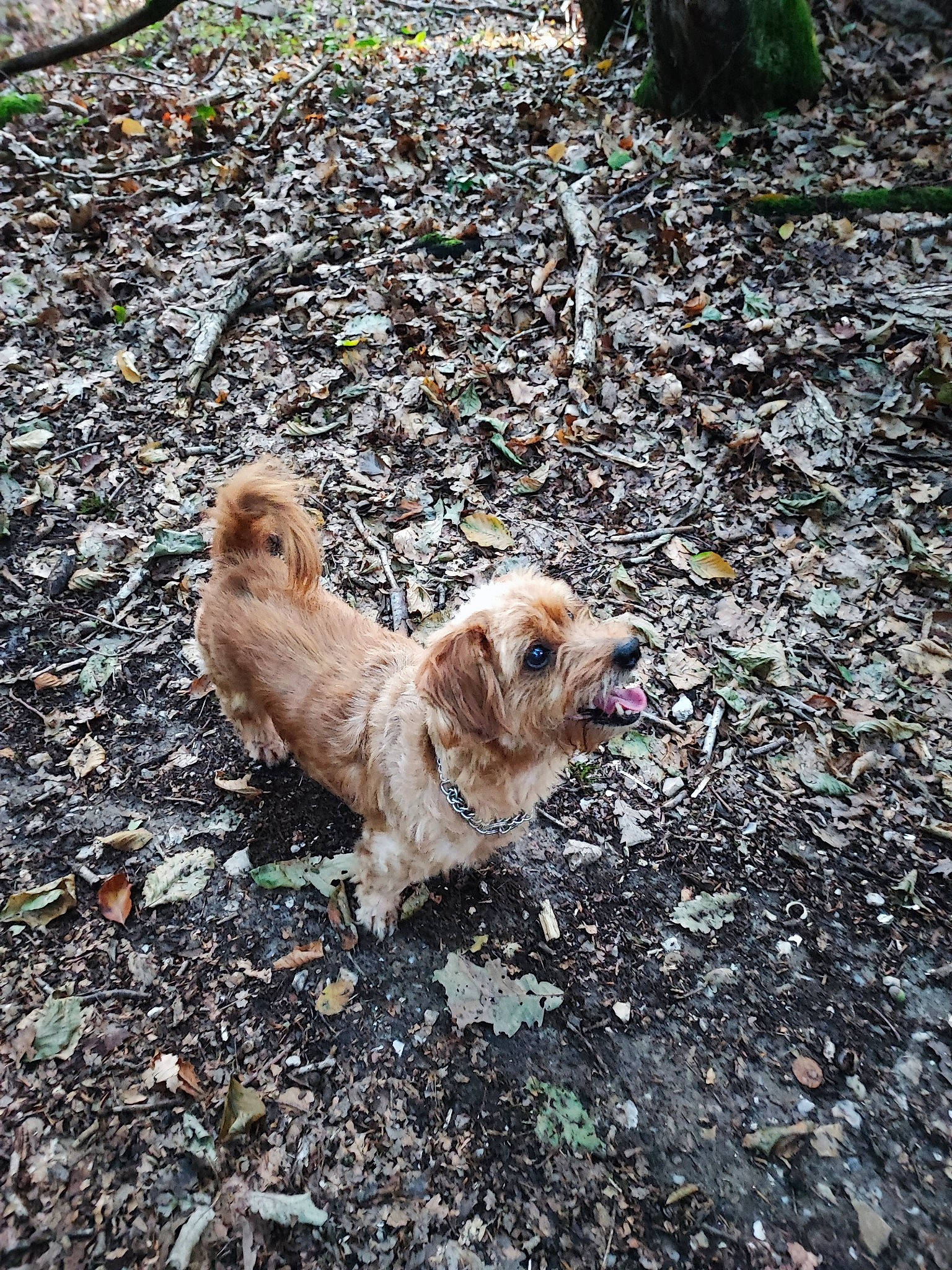 Kiss a rejoint le concours — aidez-le/la à gagner de superbes lots ! asphalt, canidae, carnivore, companion_dog, dog, dog_breed, fawn, fur, grass, liver, retriever, road_surface, small_terrier, soil, sporting_group, tail, terrier, toy_dog, water_dog, working_animal