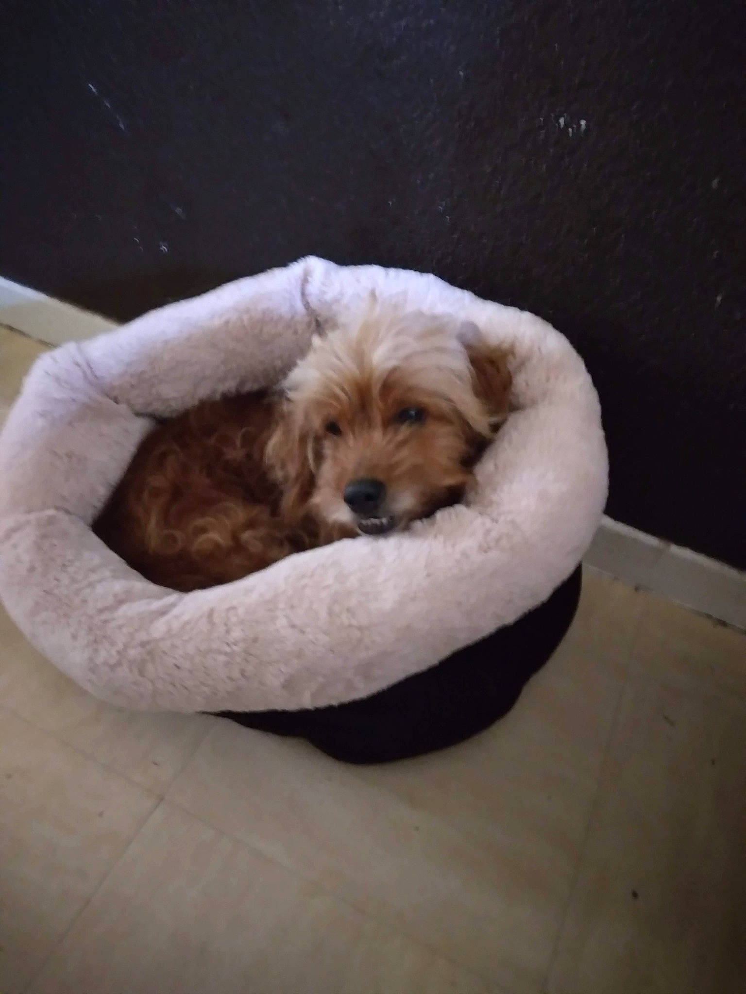 Kiss a rejoint le concours — aidez-le/la à gagner de superbes lots ! canidae, carnivore, cat_supply, comfort, companion_dog, dog, dog_bed, dog_breed, dog_supply, fawn, fur, linens, nap, pet_supply, small_terrier, sporting_group, terrier, toy_dog, wood, working_animal