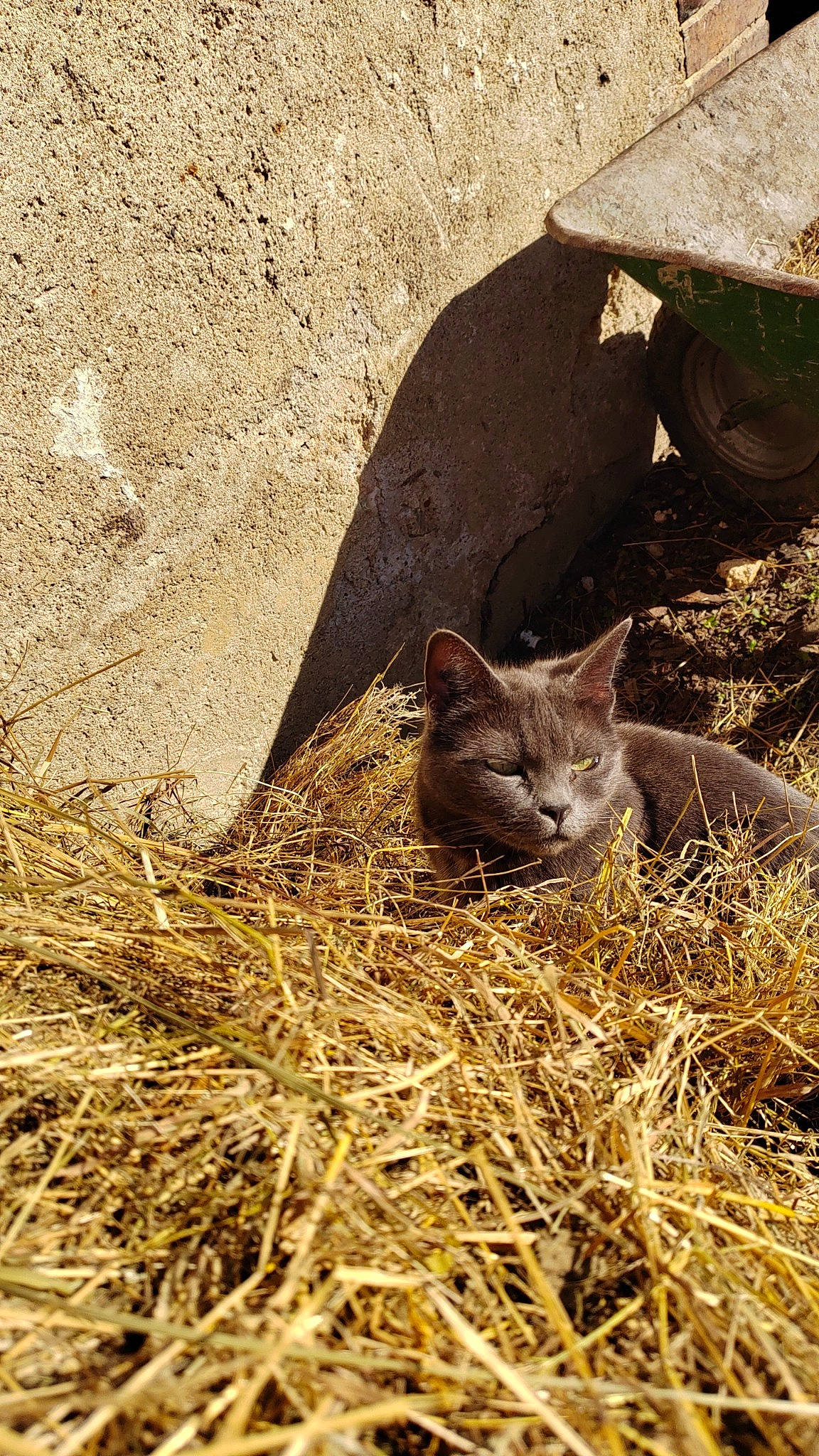 Okalani a rejoint le concours — aidez-le/la à gagner de superbes lots ! carnivore, cat, domestic_short_haired_cat, felidae, fur, grass, russian_blue, small_to_medium_sized_cats, snout, soil, tail, terrestrial_animal, whiskers, wildlife, wood