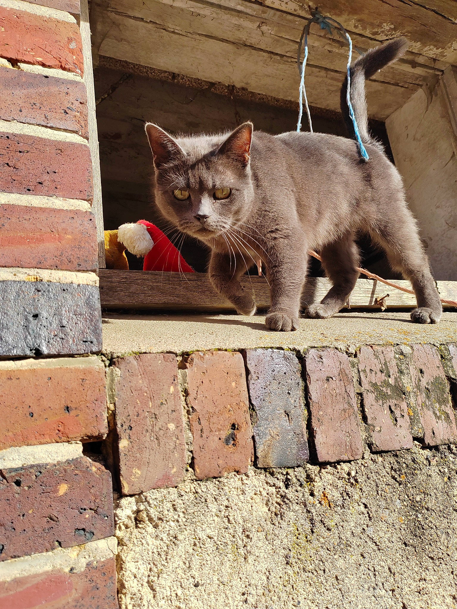 Okalani participe au concours pour gagner de l'argent avec cette photo : brick, brickwork, building_material, carnivore, cat, cobblestone, domestic_short_haired_cat, eye, felidae, flooring, grey, line, road_surface, russian_blue, small_to_medium_sized_cats, snout, tail, terrestrial_animal, whiskers, wood