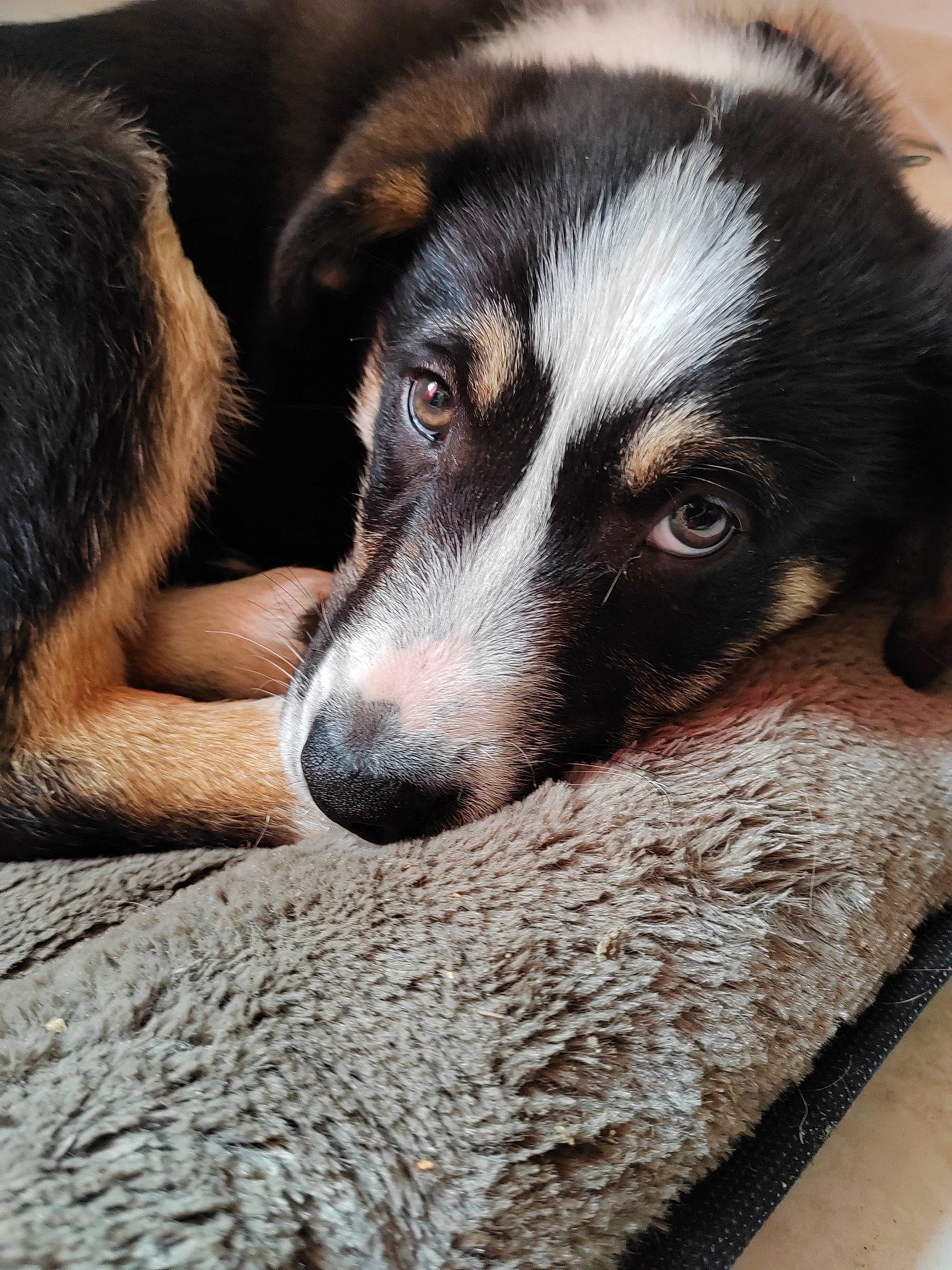 Taïko participe au concours pour gagner de l'argent avec cette photo : bored, canidae, carnivore, comfort, companion_dog, dog, dog_breed, fur, herding_dog, snout, sporting_group, terrestrial_animal, whiskers, working_animal, working_dog