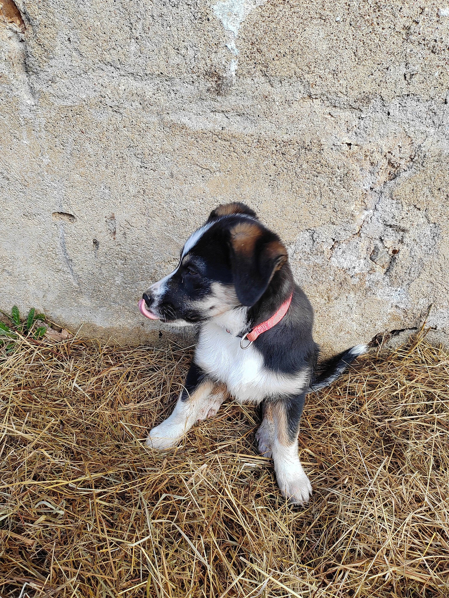 Taïko a rejoint le concours — aidez-le/la à gagner de superbes lots ! carnivore, companion_dog, dog, dog_breed, fur, grass, herding_dog, hunting_dog, mammal, soil, tail, working_animal, working_dog