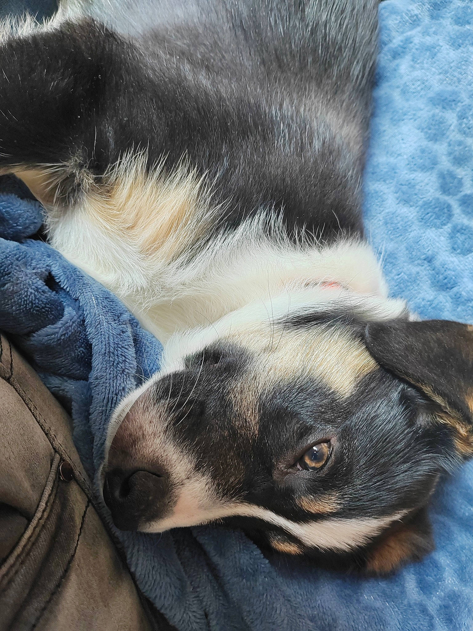 Taïko a rejoint le concours — aidez-le/la à gagner de superbes lots ! canidae, carnivore, close_up, comfort, companion_dog, dog, dog_breed, electric_blue, fawn, fur, nap, non_sporting_group, paw, sleep, snout, sporting_group, tail, terrestrial_animal, whiskers, working_animal