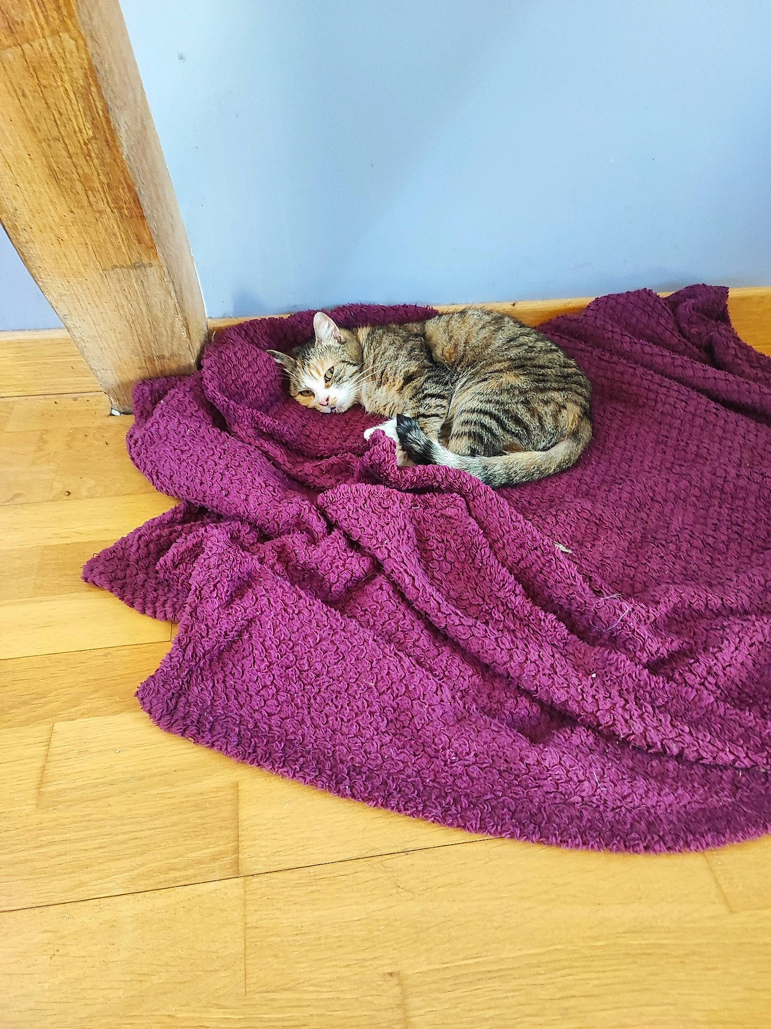 Fille participe au concours pour gagner de l'argent avec cette photo : carnivore, cat, cat_bed, cat_supply, comfort, felidae, flooring, fur, hardwood, hat, linens, magenta, pattern, purple, small_to_medium_sized_cats, violet, whiskers, wood, wool, woolen