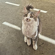 Etoile a rejoint le concours — aidez-le/la à gagner de superbes lots ! cat, concrete_floor, curious, cute, ears, fluffy, fur, green_eyes, indoor, kitten, looking_up, paws, pet, portrait, shadow, sitting, striped, sunlight, tail, whiskers
