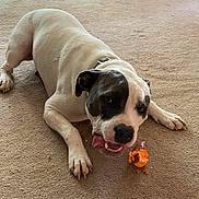 Cheif is registered to the contest to win money with this photo: animal, black_and_white, canine, carpet, chew_toy, chewing, close_up, collar, cute, dog, domestic_animal, expression, fur, indoor, lying_down, mouth_open, paw, pet, playful, toy