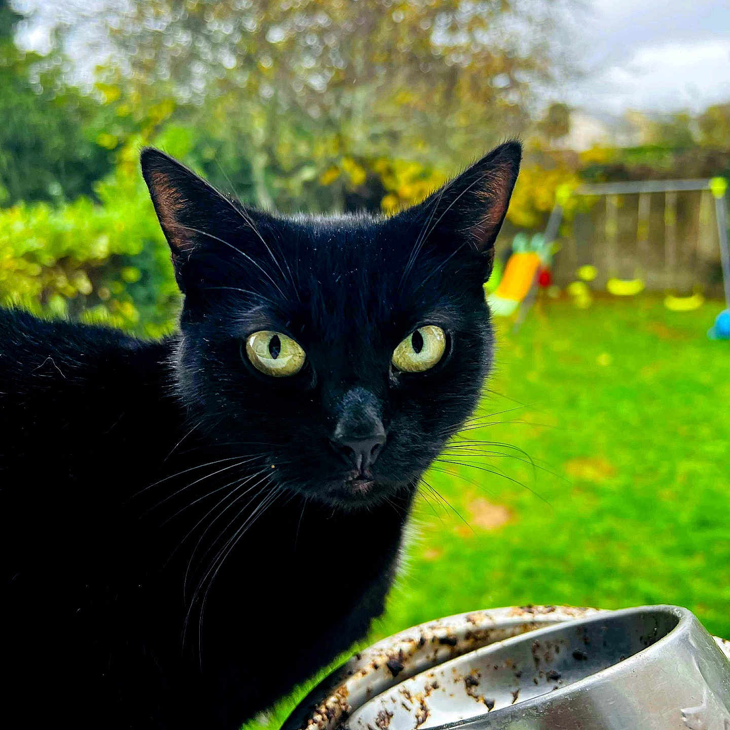 Baguerah participe au concours pour gagner de l'argent avec cette photo : animal, black_cat, cat, close_up, curious, daylight, domestic_cat, ears, eyes, feline, food_bowl, garden, grass, greenery, looking, metal_bowl, nature, outdoor, pet, whiskers