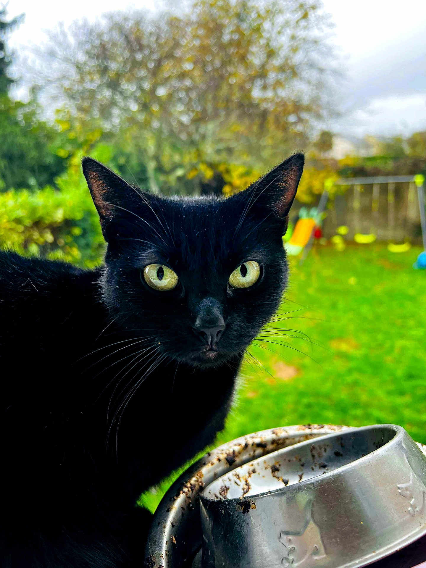 Baguerah participe au concours pour gagner de l'argent avec cette photo : black_cat, cat, animal, pet, outdoor, greenery, grass, garden, metal_bowl, food_bowl, whiskers, ears, eyes, close_up, nature, feline, domestic_cat, looking, daylight, curious