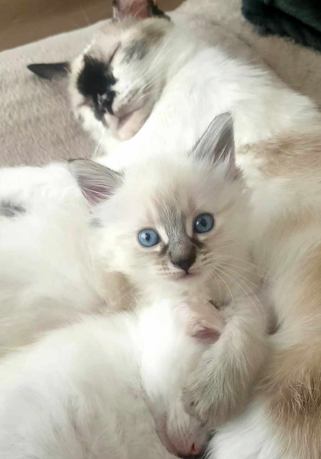 Lui Luigina a rejoint le concours — aidez-le/la à gagner de superbes lots ! cat, kitten, fluffy, sleeping, cuddling, blue_eyes, white_fur, black_markings, cozy, resting, pets, cute, animal, close_up, domestic_cat, fur, portrait, indoor, relaxation, snuggling