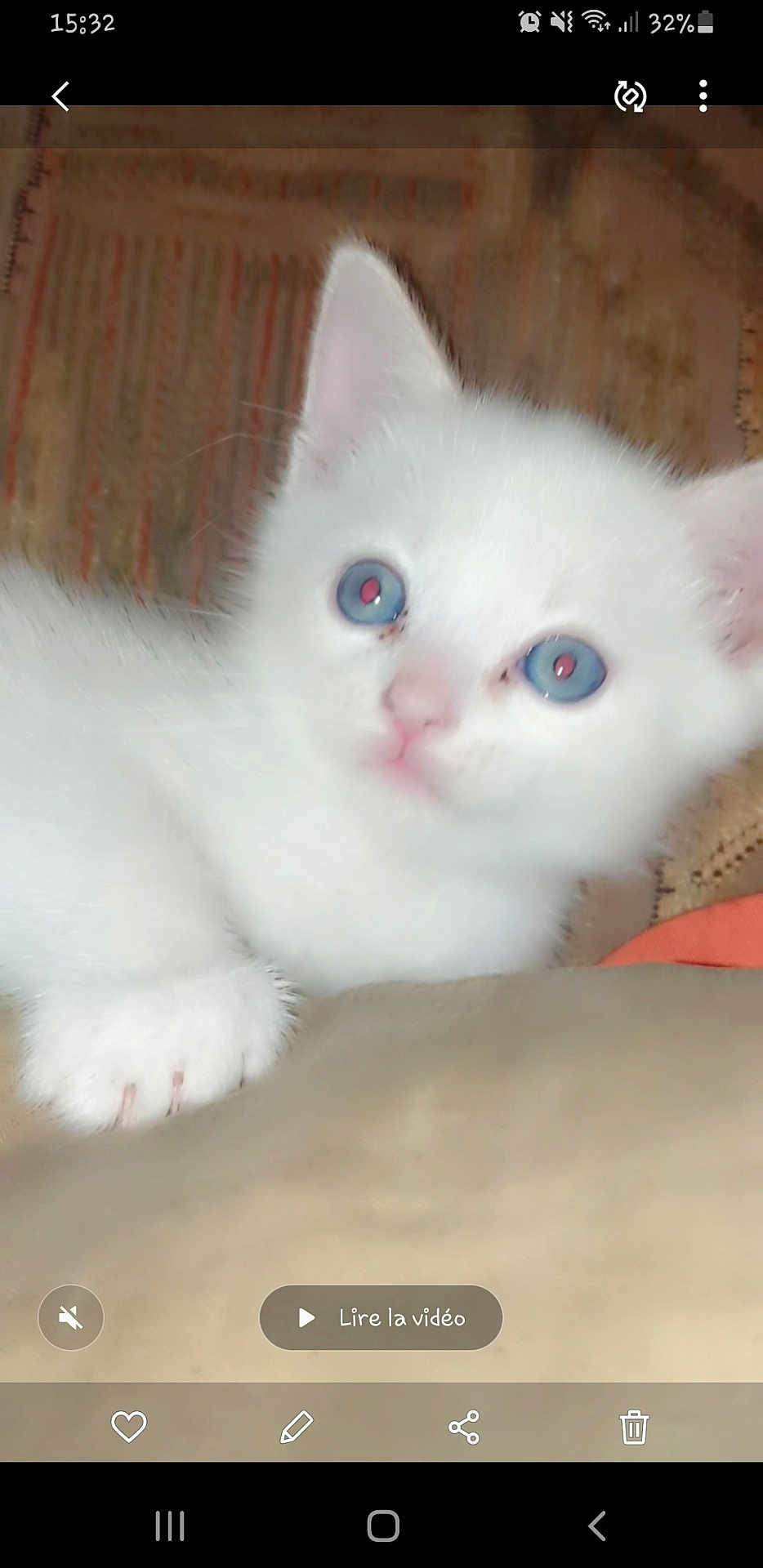 Neige participe au concours pour gagner de l'argent avec cette photo : animal, blue_eyes, close_up, curious, cute, domestic_cat, feline, fluffy, fur, indoor, kitten, pet, pink_nose, portrait, resting, small_paw, soft_texture, whiskers, white_cat, young_cat