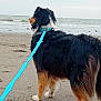 animal, beach, black_fur, brown_fur, canine, collar, daytime, dog, fur, leash, nature, ocean, outdoor, pet, sand, side_view, standing, water, waves, white_fur