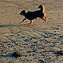 Siska a rejoint le concours — aidez-le/la à gagner de superbes lots ! animal, beach, canine, coast, daylight, dog, nature, ocean, outdoor, pet, sand, scenic, seaweed, shells, shore, sunlight, vacation, walking, water, waves