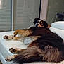 Siska participe au concours pour gagner de l'argent avec cette photo : animal, blinds, comfort, couch, cozy, dog, fur, furniture, home, house, indoor, laying, living_room, looking_back, paw, pet, relaxed, tail, white, window