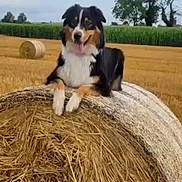 Siska participe au concours pour gagner de l'argent avec cette photo : animal, black, brown, canine, dog, farm, field, grass, happy, hay_bale, nature, outdoor, pet, playful, rural, sky, summer, tongue_out, tree, white