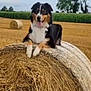 animal, black, brown, canine, dog, farm, field, grass, happy, hay_bale, nature, outdoor, pet, playful, rural, sky, summer, tongue_out, tree, white