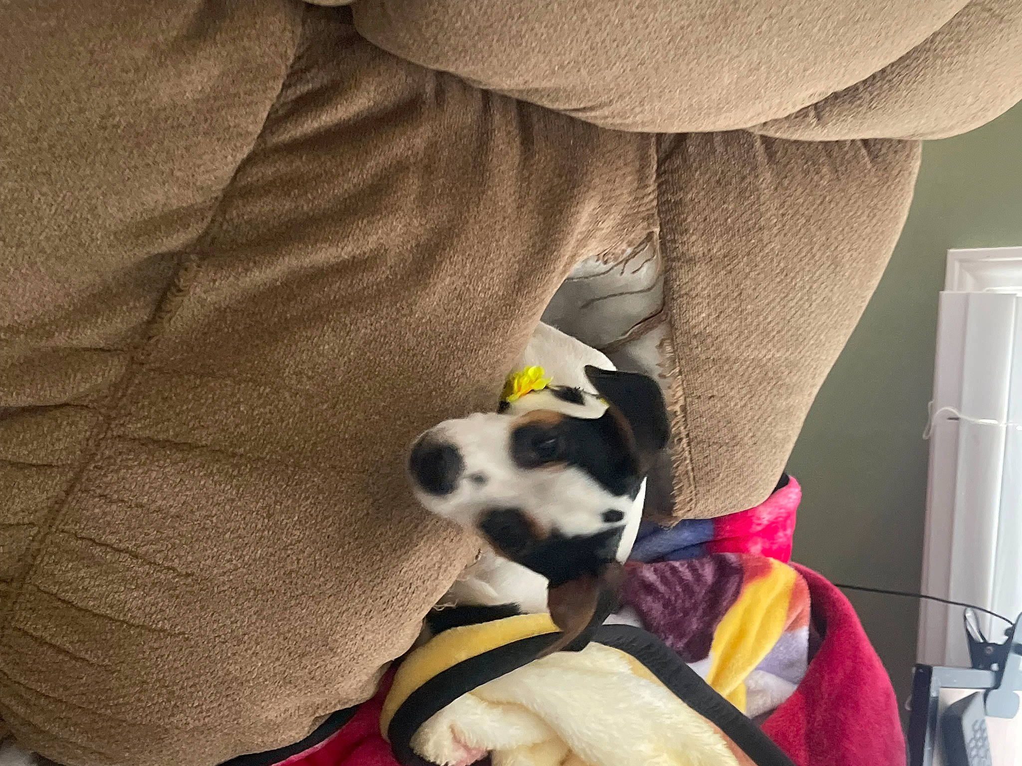 Diamond joined the competition — help win amazing prizes! canidae, carnivore, comfort, companion_dog, dog, dog_breed, dog_supply, fawn, fur, human_leg, knee, paw, pet_supply, plush, sleeve, sporting_group, stuffed_toy, tail, thigh, toy