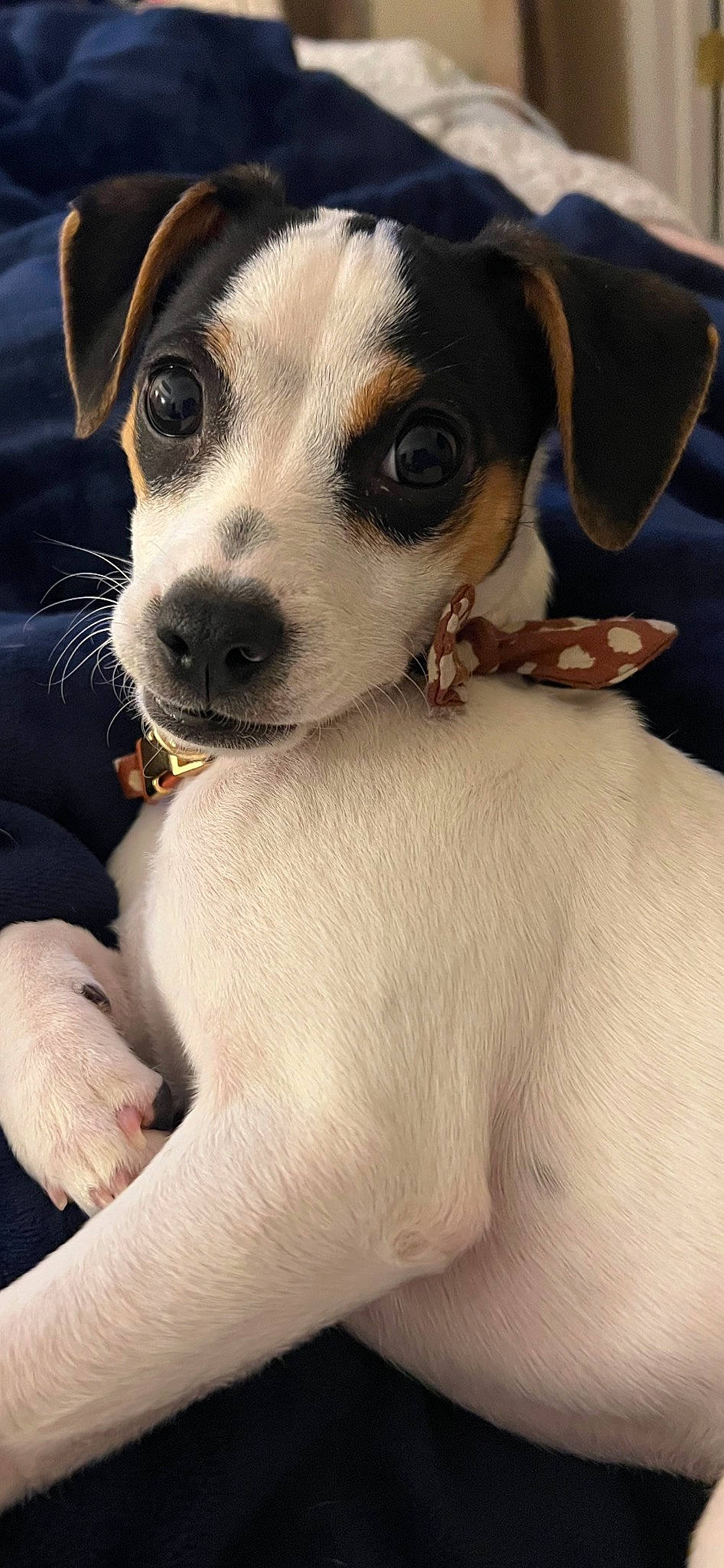 Diamond joined the competition — help win amazing prizes! carnivore, collar, comfort, companion_dog, dog, dog_breed, dog_collar, fawn, fur, irishjacks, mammal, non_sporting_group, puppy_love, snout, street_dog, terrier, toy_dog, vertebrate, whiskers, working_animal