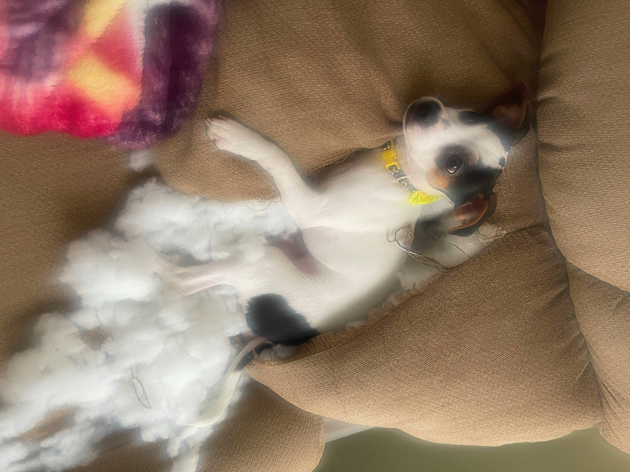 Diamond joined the competition — help win amazing prizes! canidae, carnivore, comfort, companion_dog, dog, dog_breed, fawn, felidae, fur, linens, nap, non_sporting_group, paw, pet_supply, small_to_medium_sized_cats, snout, sporting_group, tail, toy_dog, whiskers