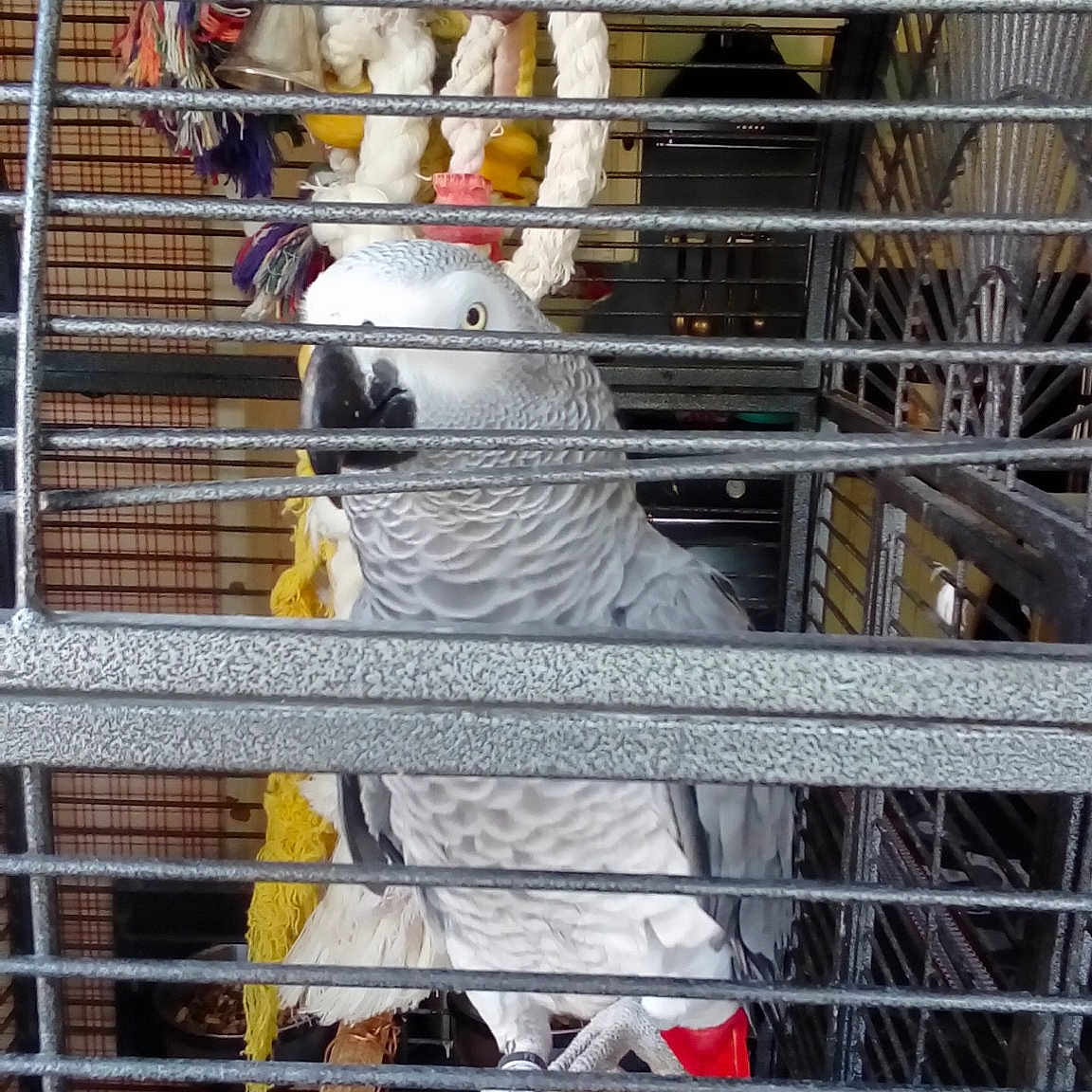 Paquito