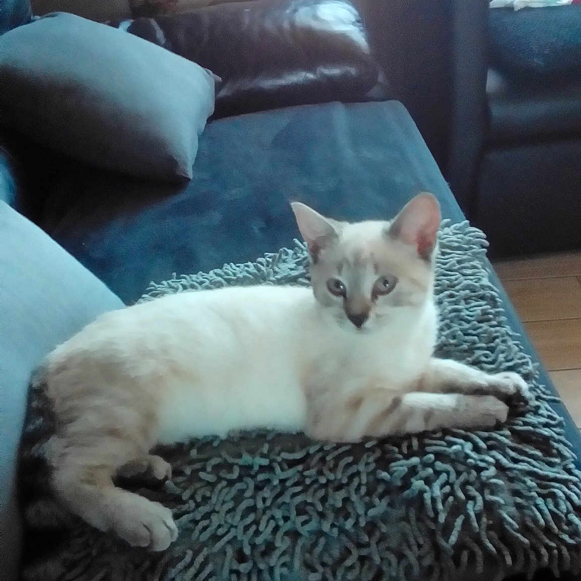 Mila