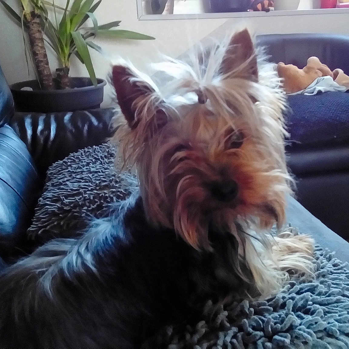 Chipie