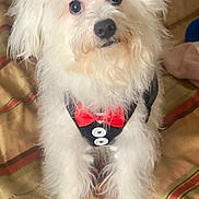 Baily is registered to the contest to win money with this photo: dog, puppy, white_fur, fluffy, long_hair, bow_tie, harness, pet, animal, portrait, sitting, indoors, bed, bedding, patterned_fabric, black_nose, blue_eyes, cute, formalwear, companion