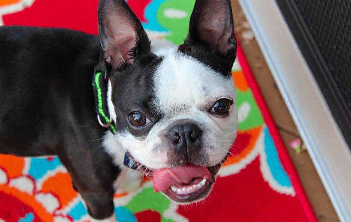 Roscoe is registered to the contest to win money with this photo: boston_terrier, canidae, carnivore, collar, companion_dog, dog, dog_breed, dog_collar, fawn, french_bulldog, non_sporting_group, pet_supply, puppy, snout, tongue, toy_dog, vertebrate, whiskers, working_animal