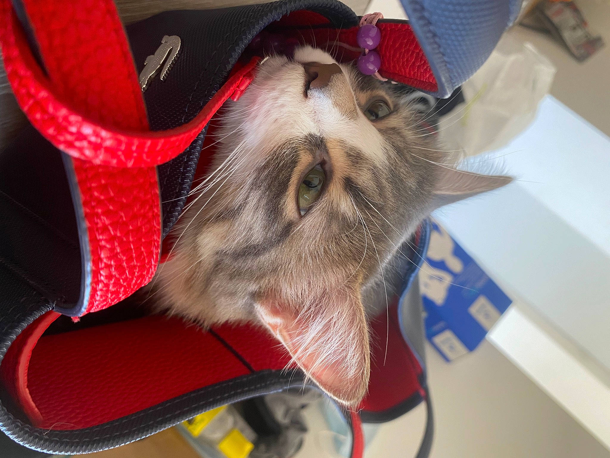 Hestia participe au concours pour gagner de l'argent avec cette photo : athletic_shoe, bag, carmine, cat, comfort, costume_hat, electric_blue, eyewear, fashion_accessory, fawn, felidae, fur, outdoor_shoe, personal_protective_equipment, small_to_medium_sized_cats, snout, whiskers