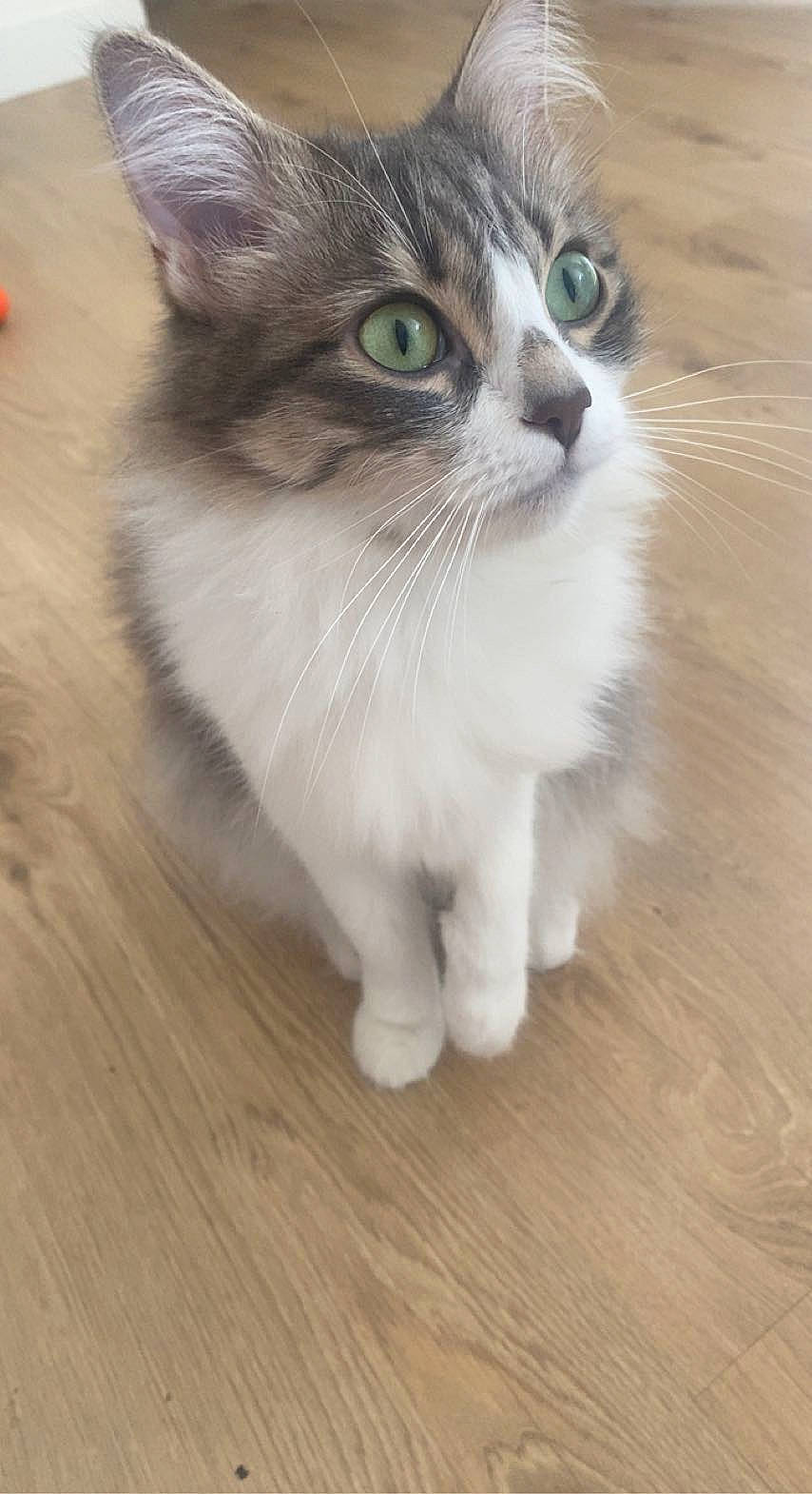 Hestia a rejoint le concours — aidez-le/la à gagner de superbes lots ! carnivore, cat, claw, domestic_short_haired_cat, felidae, floor, flooring, fur, hardwood, laminate_flooring, paw, plank, small_to_medium_sized_cats, tail, terrestrial_animal, varnish, whiskers, wood, wood_flooring, wood_stain