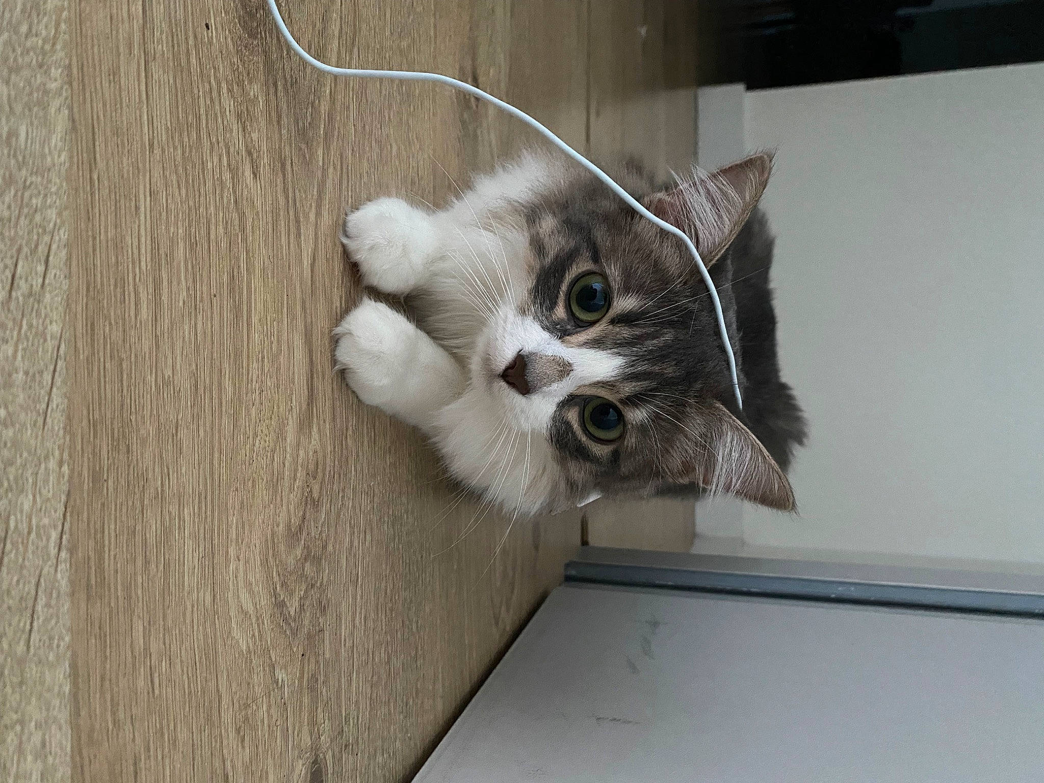 Hestia participe au concours pour gagner de l'argent avec cette photo : animal_shelter, cardboard, carnivore, cat, claw, domestic_short_haired_cat, eye, fawn, felidae, flooring, fur, hardwood, paw, small_to_medium_sized_cats, snout, tail, whiskers, wood, wood_flooring