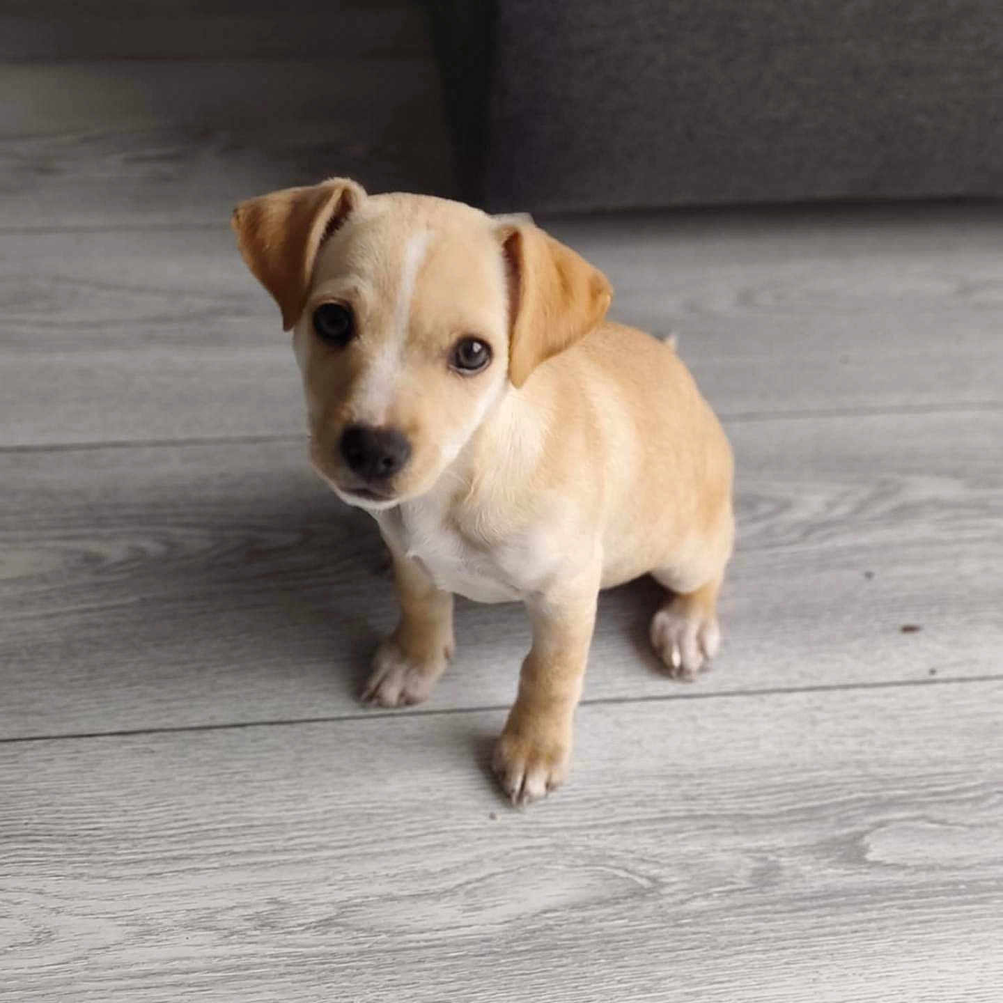 Aika participe au concours pour gagner de l'argent avec cette photo : animal, canine, companion, cute, dog, domestic_animal, ears, floor, fur, home, indoor, light_brown, looking_up, pet, puppy, sitting, small, white_markings, wooden_floor, young