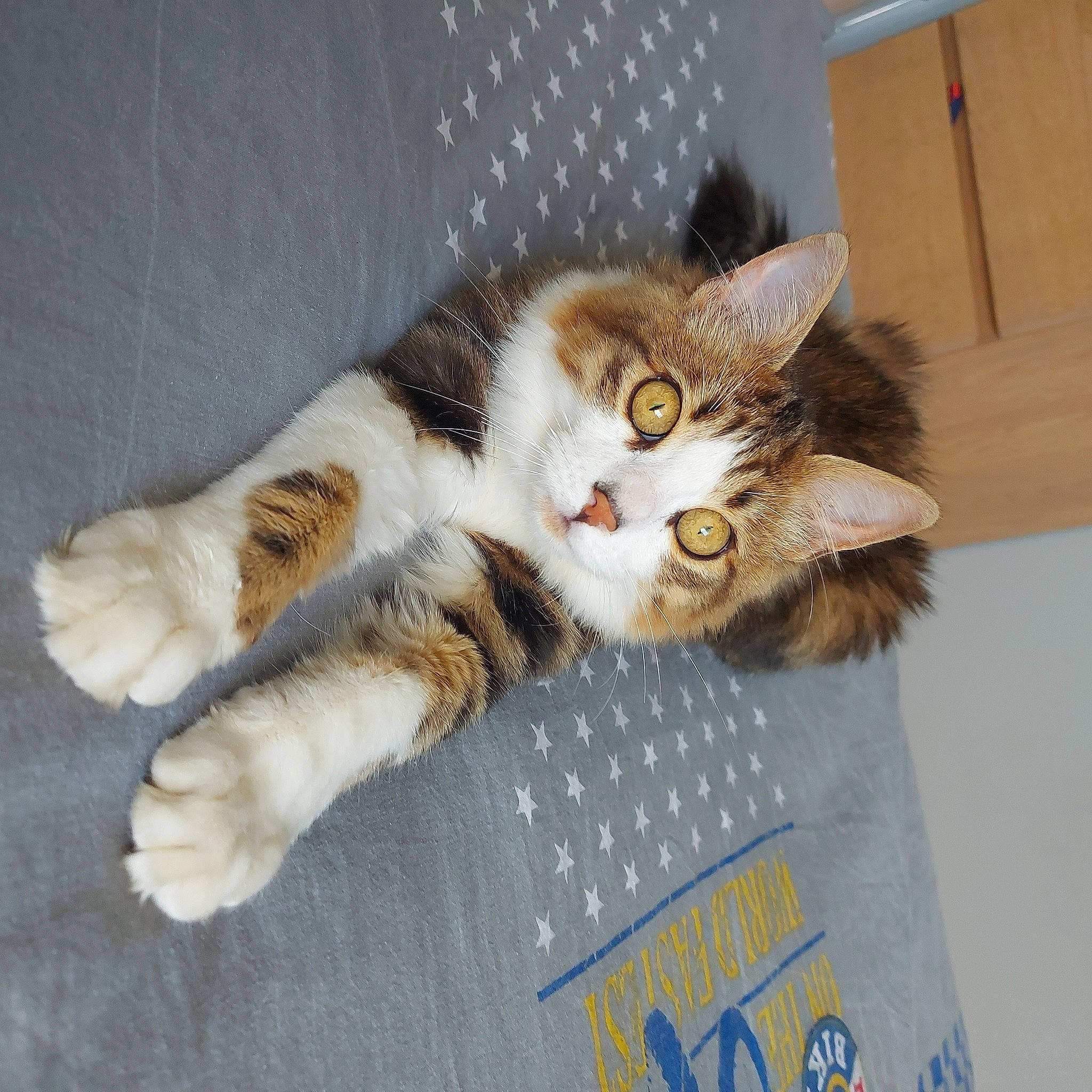 Yoshi participe au concours pour gagner de l'argent avec cette photo : carnivore, carton, cat, cat_supply, claw, comfort, domestic_short_haired_cat, felidae, fur, paw, small_to_medium_sized_cats, tail, whiskers, window