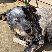 Blue is registered to the contest to win money with this photo: dog, pet, outdoor, concrete, sunlight, shadow, siding, green_pole, paw, spotted_coat, fur, one_blue_eye, ear, nose, whiskers, laying, relaxed, closeup, portrait, domestic_animal