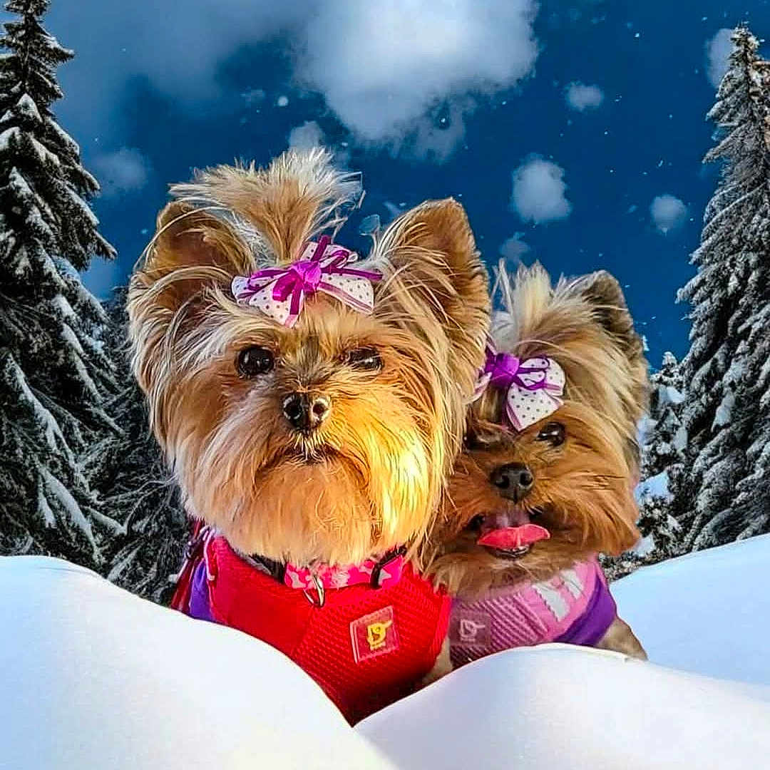Keepher Shalya is registered to the contest to win money with this photo: affenpinscher, animal, canine, conifer, dog, face, head, land, nature, outdoors, person, pet, plant, puppy, selfie, snow, terrier, tree, vegetation, woodland