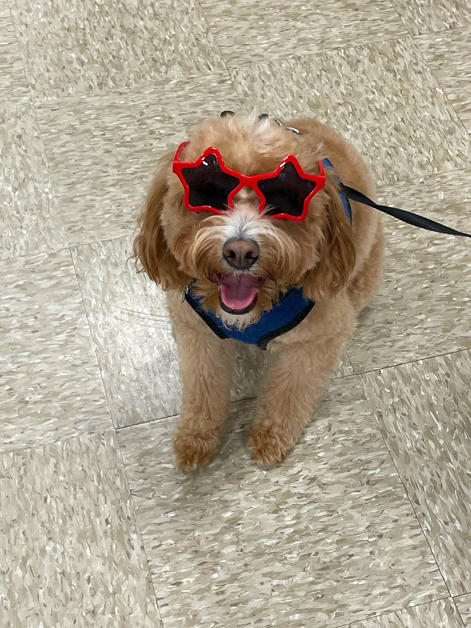 Emerson joined the competition — help win amazing prizes! carnivore, collar, companion_dog, dog, dog_breed, dog_clothes, dog_collar, dog_supply, fashion_accessory, fur, leash, liver, pet_supply, snout, sporting_group, sunglasses, terrier, toy_dog, water_dog, working_animal