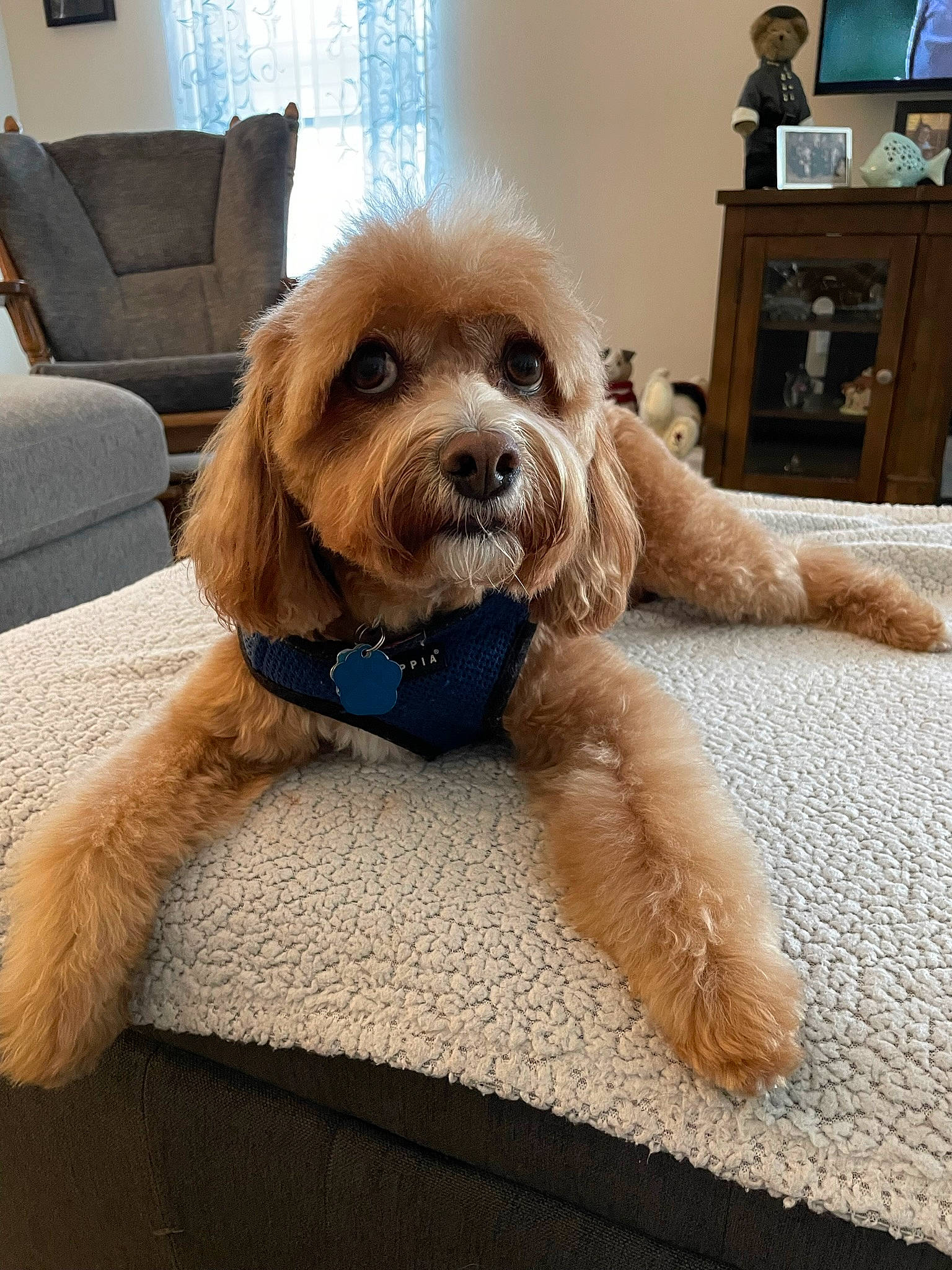 Emerson joined the competition — help win amazing prizes! carnivore, collar, companion_dog, couch, dog, dog_breed, dog_collar, dog_supply, fawn, fur, home_appliance, liver, pet_supply, picture_frame, snout, television, terrier, toy_dog, window, working_animal