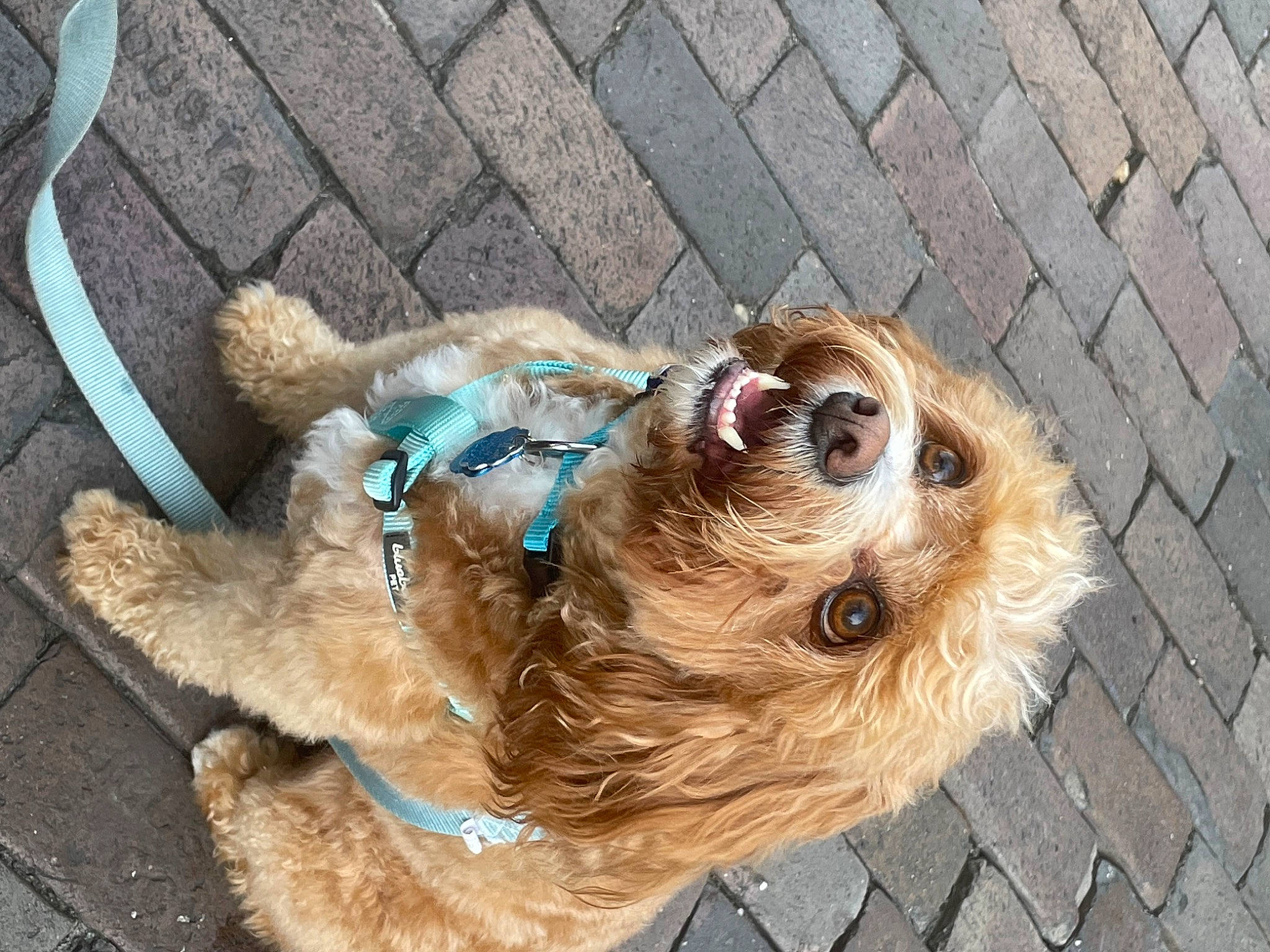 Emerson joined the competition — help win amazing prizes! canidae, carnivore, collar, companion_dog, dog, dog_breed, dog_collar, dog_supply, eyewear, fawn, glasses, leash, liver, pet_supply, snout, sporting_group, sunglasses, toy_dog, vision_care, working_animal
