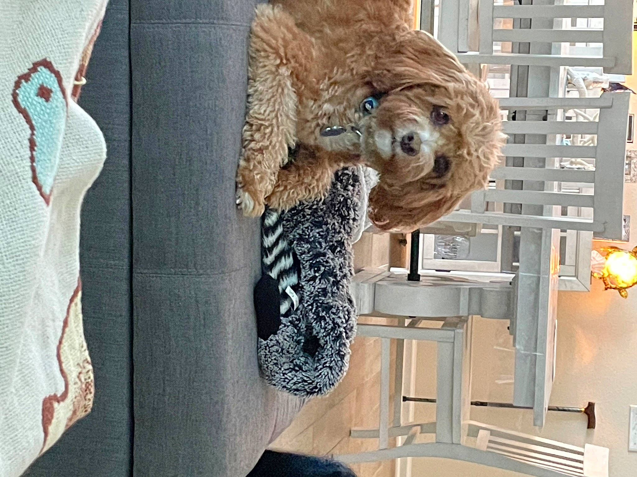 Emerson is registered to the contest to win money with this photo: art, brown_bear, building, companion_dog, design, fur, linens, metal, pattern, room, sculpture, sporting_group, stuffed_toy, teddy_bear, textile, toy, visual_arts, window, wood, working_animal